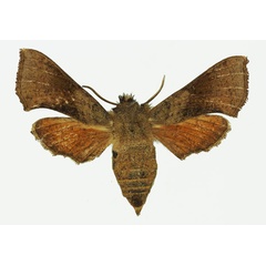 /filer/webapps/moths/media/images/A/ansorgei_Sphingonaepiopsis_AF_Basquin.jpg