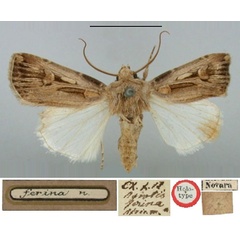 /filer/webapps/moths/media/images/F/ferina_Agrotis_HT_BMNH.jpg