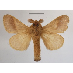/filer/webapps/moths/media/images/V/varidentata_Bombycopsis_AM_MGCLb_01.JPG