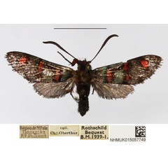 /filer/webapps/moths/media/images/S/septentrionalis_Arniocera_A_NHMUK_01.jpg