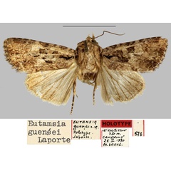 /filer/webapps/moths/media/images/G/gueneei_Eutamsia_HT_MNHN.jpg