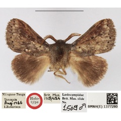 /filer/webapps/moths/media/images/T/tangani_Haplopacha_HT_NHMUK.jpg