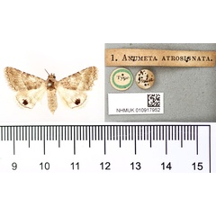 /filer/webapps/moths/media/images/A/atrosignata_Anumeta_HT_BMNH.jpg