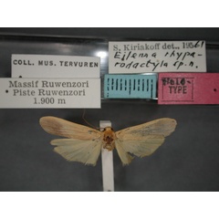 /filer/webapps/moths/media/images/R/rhyparodactyla_Architosia_HT_RMCA_01.jpg