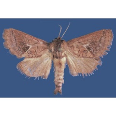 /filer/webapps/moths/media/images/B/bokatolaensis_Kayamuhakaia_HT_RMCA.jpg