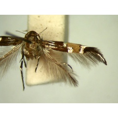 /filer/webapps/moths/media/images/C/circe_Cosmopterix_HT871_TMSA_02.jpg