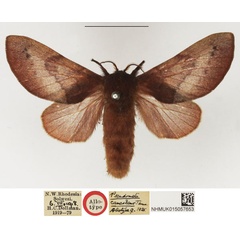 /filer/webapps/moths/media/images/C/canescens_Pseudometa_AT_NHMUK.jpg