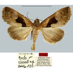 /filer/webapps/moths/media/images/V/viossati_Anoba_HT_MNHN.jpg