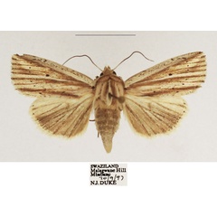 /filer/webapps/moths/media/images/M/metasarca_Mythimna_AF_TMSA.jpg