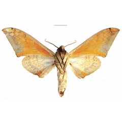 /filer/webapps/moths/media/images/O/occidentalis_Pseudoclanis_AM_EMEMb.jpg