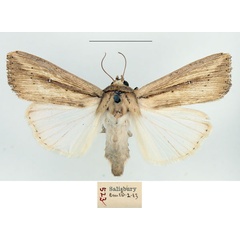 /filer/webapps/moths/media/images/C/curvula_Leucania_AF_BMNH.jpg
