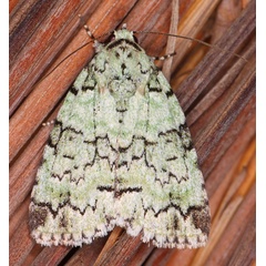 /filer/webapps/moths/media/images/S/squamifera_Blenina_A_Heyns_04.jpg