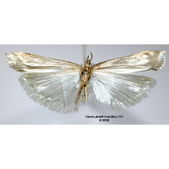 /filer/webapps/moths/media/images/S/sjostedti_Crambus_LT_SNHMb.jpg
