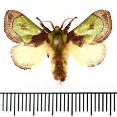 /filer/webapps/moths/media/images/P/prava_Parasa_AM_BMNH.jpg