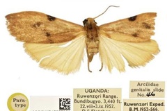 Acanthosia tryphosa tryphosa