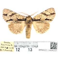 /filer/webapps/moths/media/images/F/fasciata_Thiacidas_AM_BMNH.jpg