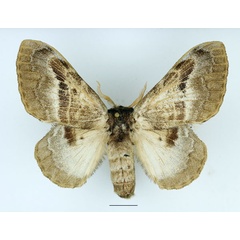 /filer/webapps/moths/media/images/A/affinis_Schausinna_AF_Basquin.jpg