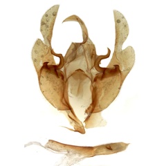 /filer/webapps/moths/media/images/M/macrophthalma_Trachea_GMHT_MSNM_4202.jpg