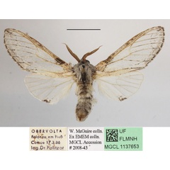 /filer/webapps/moths/media/images/N/neglecta_Afroplitis_AM_MGCLa_01.JPG