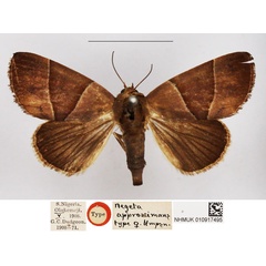 /filer/webapps/moths/media/images/A/approximans_Negeta_HT_NHMUK.jpg
