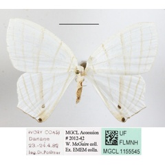 /filer/webapps/moths/media/images/E/erycinaria_Dissoprumna_A_MGCLa_03.JPG