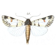 /filer/webapps/moths/media/images/C/cliens_Polytela_HT_BHL_108-46.jpg