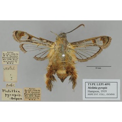 /filer/webapps/moths/media/images/P/pyropis_Melittia_PT_OUMNH_01.jpg