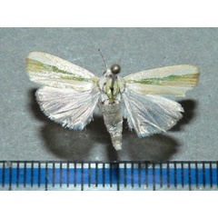 /filer/webapps/moths/media/images/V/vittella_Earias_A_Goffa_01.jpg