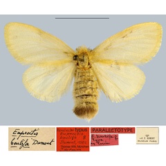 /filer/webapps/moths/media/images/B/boulifa_Euproctis_PLTF_MNHN.jpg