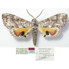 /filer/webapps/moths/media/images/M/maculalis_Polyptychus_HT_MNHN.jpg