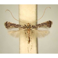 /filer/webapps/moths/media/images/T/thrypticosema_Phodoryctis_PT_TMSA6231.jpg