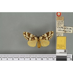 /filer/webapps/moths/media/images/V/variegata_Euproctis_HT_BMNHa.jpg