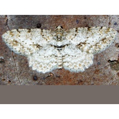 /filer/webapps/moths/media/images/S/spoliataria_Ectropis_A_Grobler.jpg
