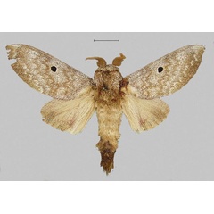 /filer/webapps/moths/media/images/M/maputuana_Dinometa_LT_NHMUK.jpg