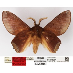 /filer/webapps/moths/media/images/V/vensani_Opisthodontia_HT_NHMUK.jpg