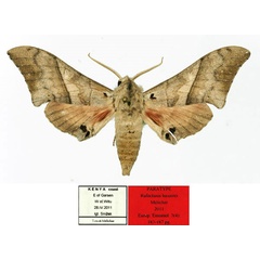 /filer/webapps/moths/media/images/H/haxairei_Rufoclanis_PT_Basquin.jpg