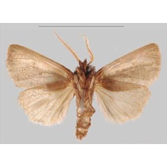 /filer/webapps/moths/media/images/K/kalinzu_Sciomesa_HT_NHMUKb.jpg