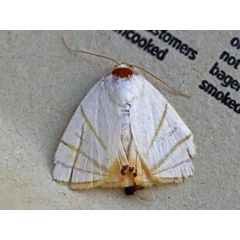 /filer/webapps/moths/media/images/C/convergens_Leoniloma_A_Voaden.jpg
