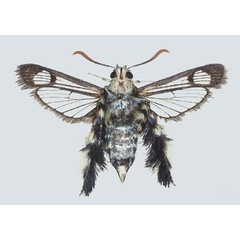 /filer/webapps/moths/media/images/A/ambo_Melittia_PTF_COGM_04.jpg