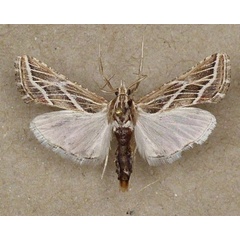 /filer/webapps/moths/media/images/S/striata_Grammiphlebia_A_Butler.jpg