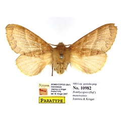 /filer/webapps/moths/media/images/M/manowensis_Bombycopsis_PTF_SNHM.jpg