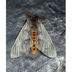 /filer/webapps/moths/media/images/S/steniptera_Epicerura_A_Roland_01.jpg