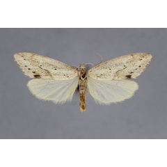/filer/webapps/moths/media/images/O/obliterata_Exilisia_PT_BMNH.jpg