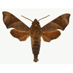 /filer/webapps/moths/media/images/M/marginata_Temnora_AM_02.jpg