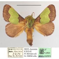 /filer/webapps/moths/media/images/A/ananii_Parasa_A_MGCLa_01.JPG