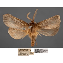 /filer/webapps/moths/media/images/A/alticola_Gorgopis_HT_MfNa.jpg