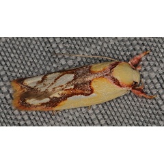 /filer/webapps/moths/media/images/T/tricycla_Diocosma_A_Heyns_05.jpg