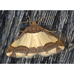 /filer/webapps/moths/media/images/B/batesii_Ligdia_M_Heyns_01.jpg