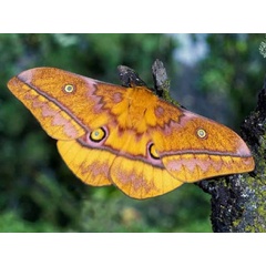 /filer/webapps/moths/media/images/W/wahlbergii_Gonimbrasia_A_Wolfe_01.jpg