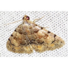 /filer/webapps/moths/media/images/P/postrufa_Metachrostis_A_Braun_02.jpg